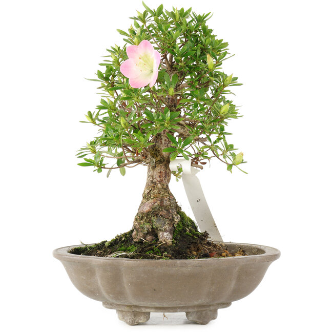 Rododendro indicum Aiko, 21 cm, ± 18 años