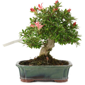 Rhododendron indicum Sachi-no-Kirameki, 18 cm, ± 18 ans