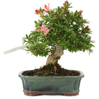 Rhododendron indicum Sachi-no-Kirameki, 18 cm, ± 18 jaar oud