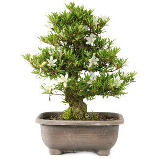 Rhododendron indicum Hakurin, 42 cm, ± 20 Jahre alt