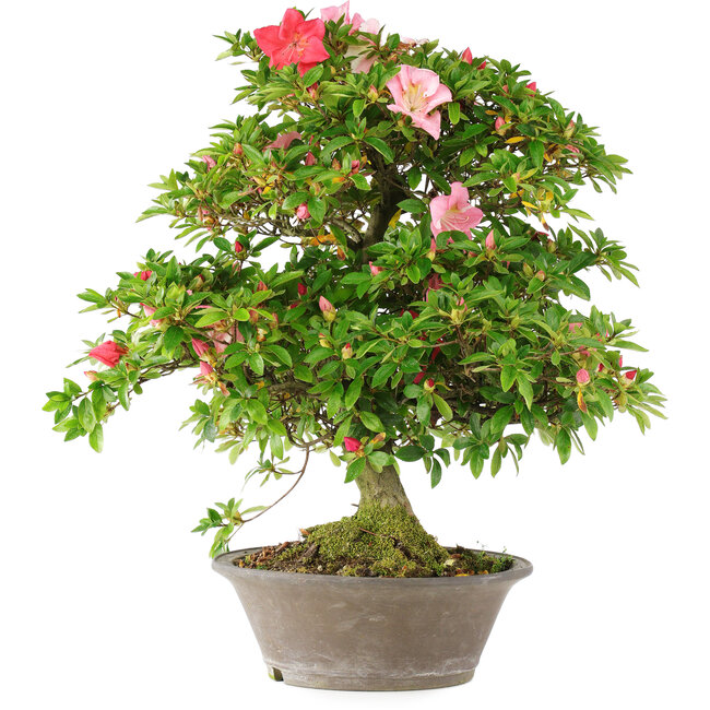 Rhododendron indicum Hoshi-No-Kagayaki, 65 cm, ± 20 Jahre alt