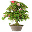 Rhododendron indicum Hoshi-No-Kagayaki, 65 cm, ± 20 jaar oud