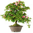 Rhododendron indicum Hoshi-No-Kagayaki, 65 cm, ± 20 ans