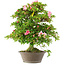 Rhododendron indicum Hoshi-No-Kagayaki, 65 cm, ± 20 Jahre alt