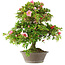 Rhododendron indicum Hoshi-No-Kagayaki, 65 cm, ± 20 Jahre alt