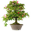 Rhododendron indicum Hoshi-No-Kagayaki, 65 cm, ± 20 Jahre alt