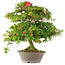 Rhododendron indicum Hoshi-No-Kagayaki, 65 cm, ± 20 jaar oud