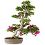 Rododendro indicum Kagayaki, 64 cm, ± 20 años