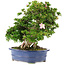 Rododendro indicum Juko no Homare, 50 cm, ± 25 años