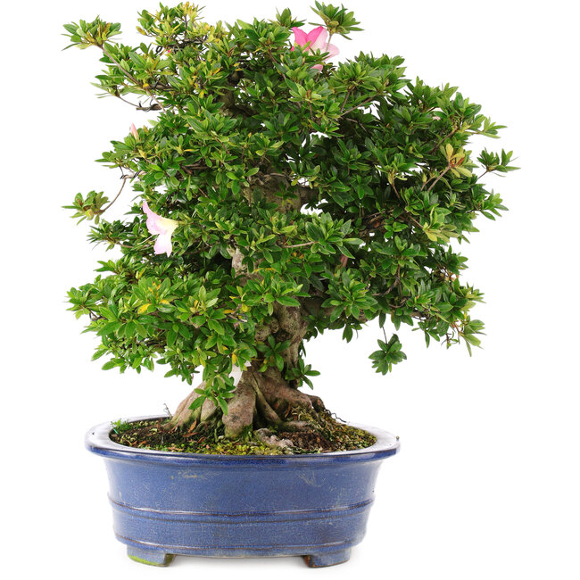 Rhododendron indicum Juko no Homare, 50 cm, ± 25 anni