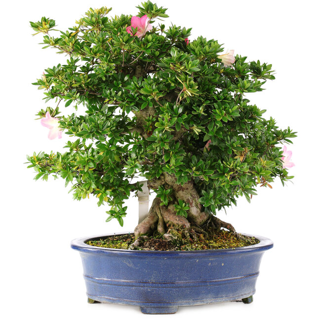 Rhododendron indicum Juko no Homare, 50 cm, ± 25 ans