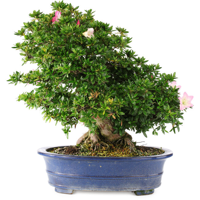 Rhododendron indicum Juko no Homare, 50 cm, ± 25 years old