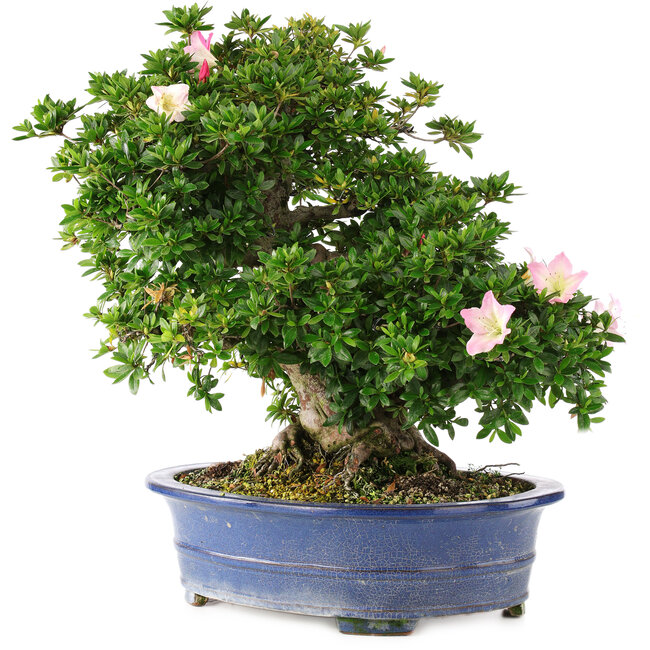 Rhododendron indicum Juko no Homare, 50 cm, ± 25 years old