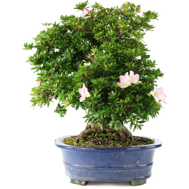 Rhododendron indicum Juko no Homare, 50 cm, ± 25 ans