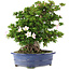 Rhododendron indicum Juko no Homare, 50 cm, ± 25 anni