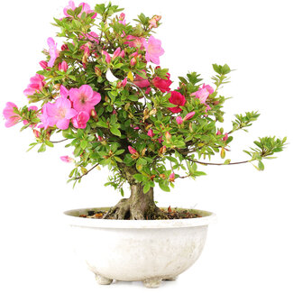 Rhododendron indicum Shusui, 36 cm, ± 20 Jahre alt