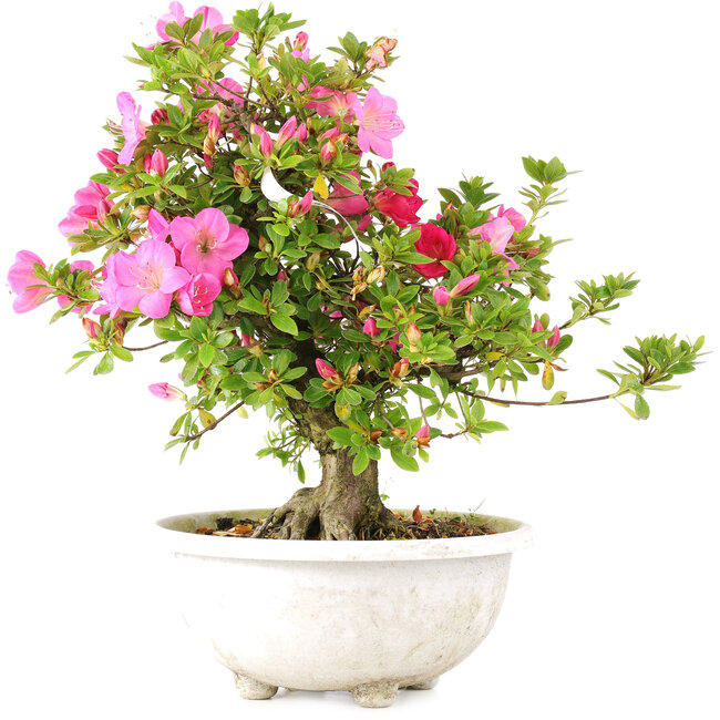 Rhododendron indicum Shusui, 36 cm, ± 20 Jahre alt