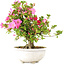 Rhododendron indicum Shusui, 36 cm, ± 20 jaar oud