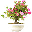 Rhododendron indicum Shusui, 36 cm, ± 20 Jahre alt