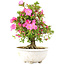 Rhododendron indicum Shusui, 36 cm, ± 20 ans