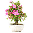 Rhododendron indicum Shusui, 36 cm, ± 20 Jahre alt