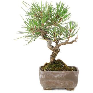 Pinus Thunbergii, 17 cm, ± 8 años