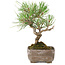 Pinus Thunbergii, 17 cm, ± 8 anni