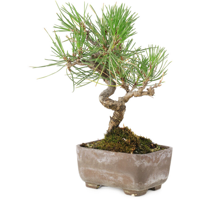 Pinus Thunbergii, 17 cm, ± 8 ans