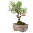 Pinus Thunbergii, 17 cm, ± 8 jaar oud