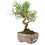 Pinus Thunbergii, 17 cm, ± 8 years old