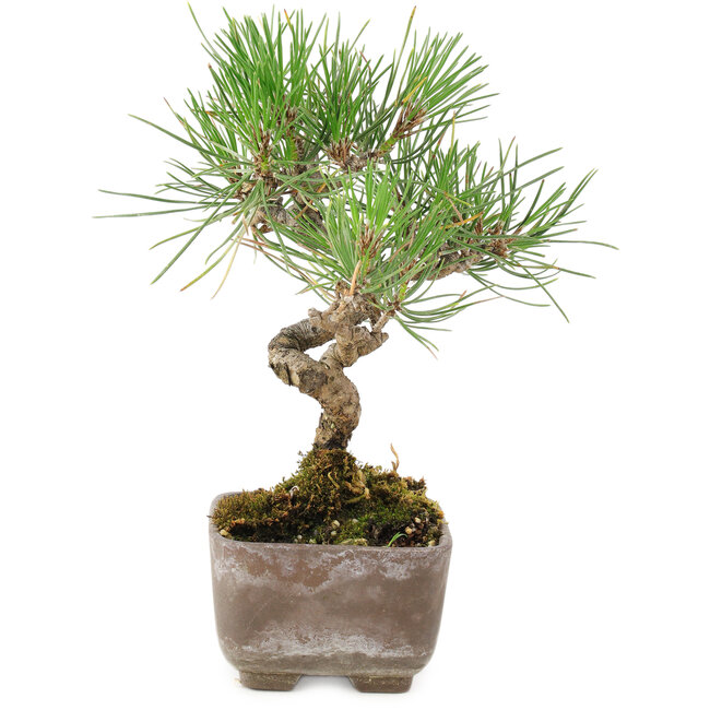 Pinus Thunbergii, 17 cm, ± 8 Jahre alt