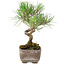 Pinus Thunbergii, 17 cm, ± 8 años