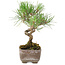 Pinus Thunbergii, 17 cm, ± 8 jaar oud