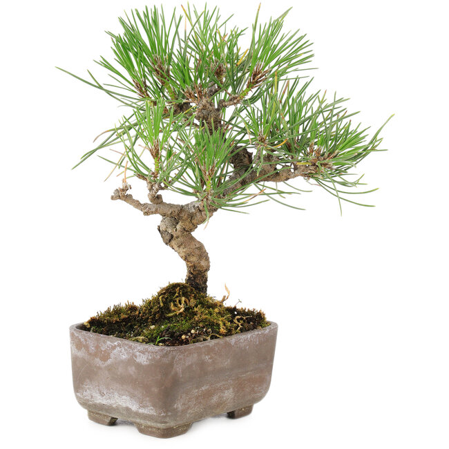 Pinus Thunbergii, 17 cm, ± 8 años