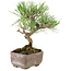 Pinus Thunbergii, 17 cm, ± 8 jaar oud