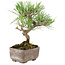 Pinus Thunbergii, 17 cm, ± 8 Jahre alt