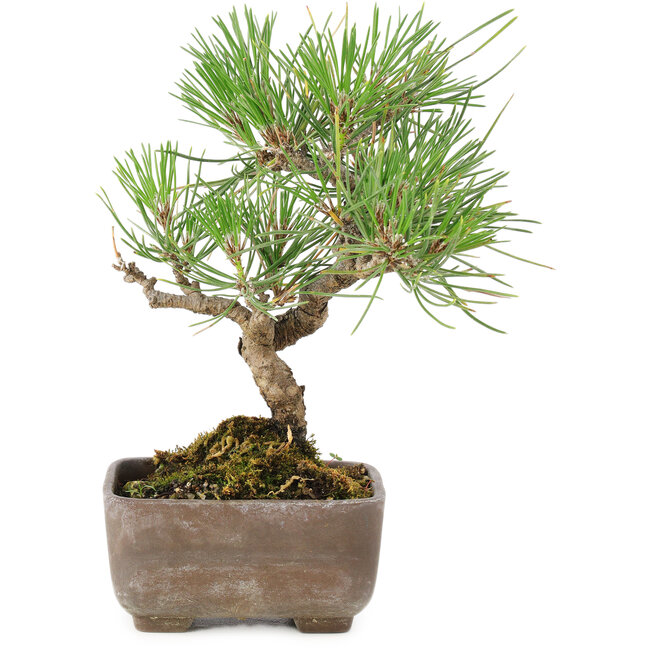 Pinus Thunbergii, 17 cm, ± 8 jaar oud