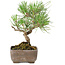 Pinus Thunbergii, 17 cm, ± 8 jaar oud