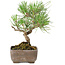 Pinus Thunbergii, 17 cm, ± 8 years old