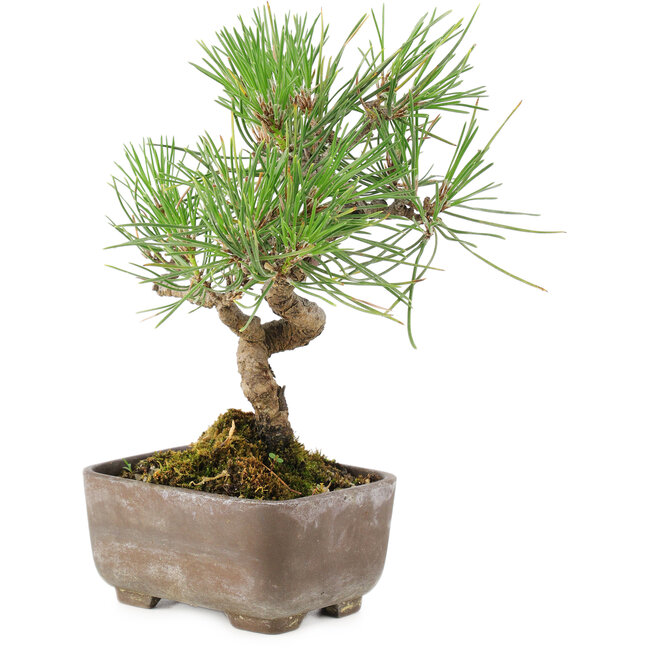 Pinus Thunbergii, 17 cm, ± 8 Jahre alt