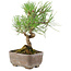 Pinus Thunbergii, 17 cm, ± 8 anni