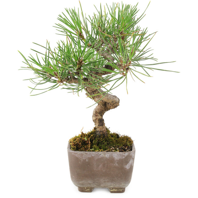 Pinus Thunbergii, 17 cm, ± 8 ans