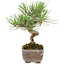 Pinus Thunbergii, 17 cm, ± 8 años