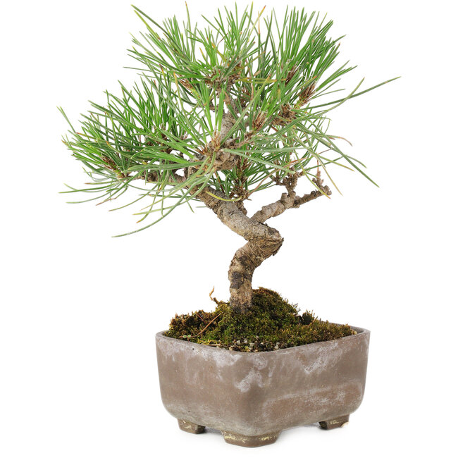 Pinus Thunbergii, 17 cm, ± 8 ans