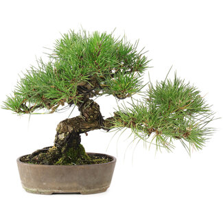 Pinus Thunbergii, 24 cm, ± 20 ans