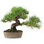 Pinus Thunbergii, 24 cm, ± 20 anni