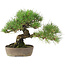 Pinus Thunbergii, 24 cm, ± 20 años