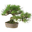 Pinus Thunbergii, 24 cm, ± 20 anni