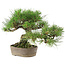 Pinus Thunbergii, 24 cm, ± 20 años