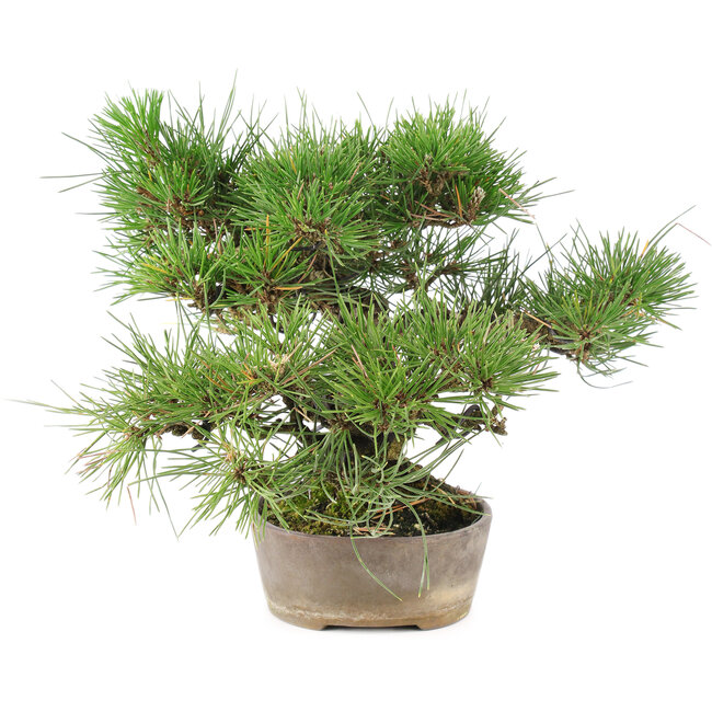 Pinus Thunbergii, 24 cm, ± 20 ans